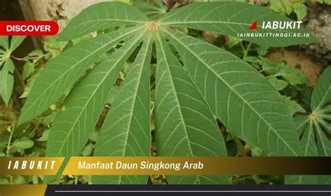 Temukan Khasiat Daun Singkong Arab yang Jarang Diketahui