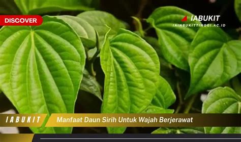 Temukan 7 Manfaat Daun Sirih untuk Wajah Berjerawat yang Jarang Diketahui