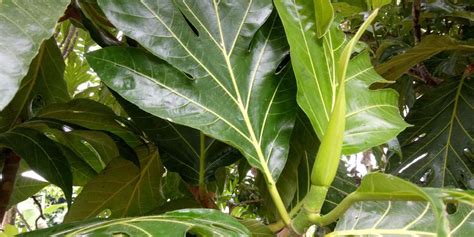 manfaat daun sukun muda