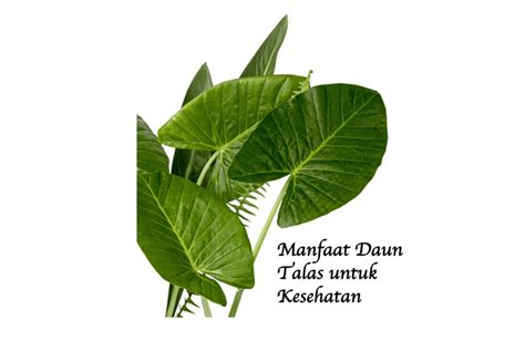 manfaat daun talas