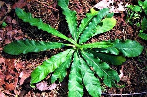 Unveil the Rarely Known Benefits of Daun Tapak Liman for Optimal Health