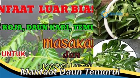 manfaat daun temurui