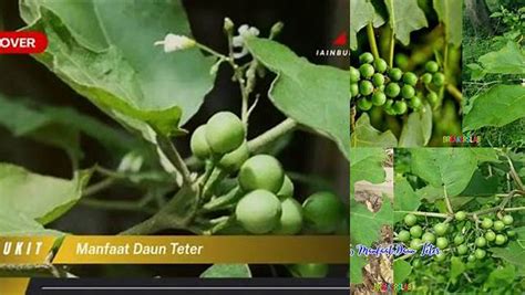 manfaat daun teter