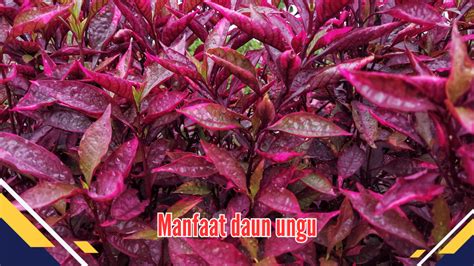manfaat daun ungu
