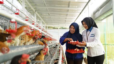 Manfaat Ekonomi Ayam