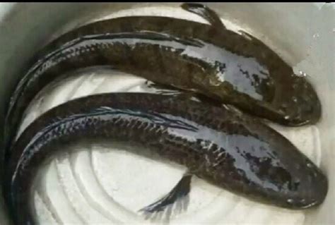 Temukan 8 Manfaat Empedu Ikan Gabus yang Jarang Diketahui