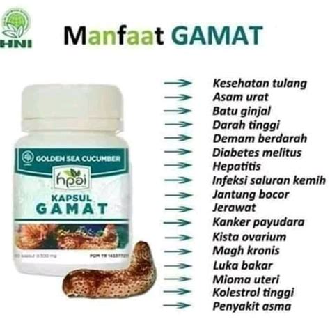 manfaat gamat