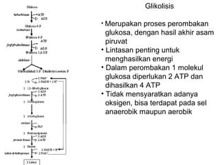 manfaat glikolisis
