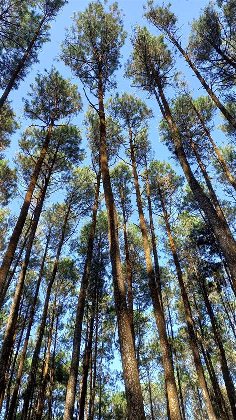 Temukan Rahasia Manfaat Hutan Pinus yang Jarang Diketahui