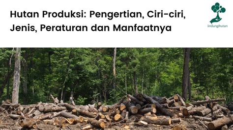 10 Khasiat Hutan Produksi yang Jarang Diketahui