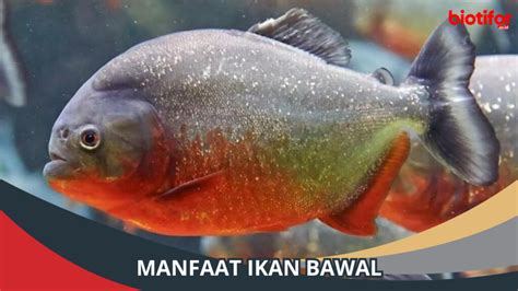 Temukan Manfaat Ikan Bawal yang Jarang Diketahui, Anda Perlu Tahu!