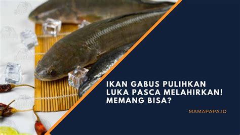 5 Manfaat Pasca Operasi Ikan Gabus yang Jarang Diketahui