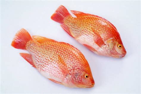 10 Manfaat Ikan Nila Merah yang Jarang Diketahui!