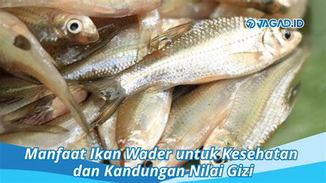 Temukan 10 Manfaat Ikan Wader yang Jarang Diketahui