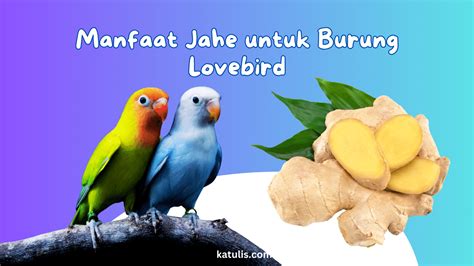 Manfaat Jahe untuk Lovebird