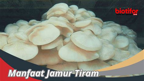 10 Manfaat Jamur Tiram yang Jarang Diketahui untuk Kesehatan dan Lingkungan