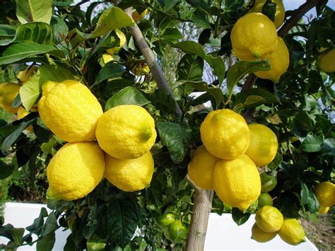 Manfaat Jeruk Lemon: 10 Khasiat Buah Kaya Vitamin C untuk Kesehatan dan Kecantikan yang Jarang Diketahui