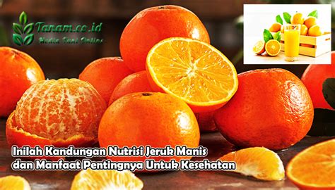 manfaat jeruk manis