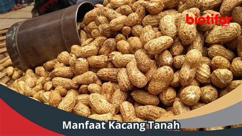 manfaat kacang