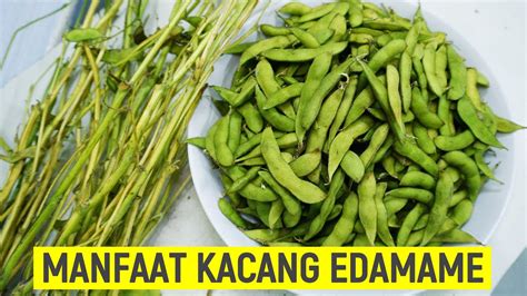 10 Manfaat Kacang Edamame yang Jarang Diketahui Namun Perlu Anda Tahu