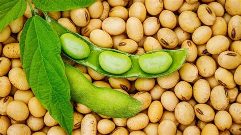Manfaat Kacang Kedelai yang Harus Anda Ketahui