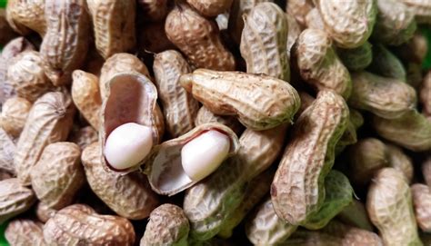 Temukan Manfaat Kacang Tanah Rebus untuk Pria yang Belum Banyak Diketahui