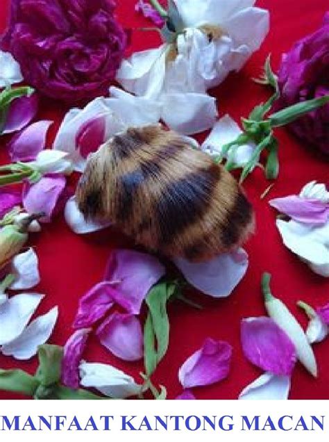 manfaat kantong macan