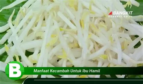 Temukan Manfaat Kecambah yang Jarang Diketahui untuk Ibu Hamil