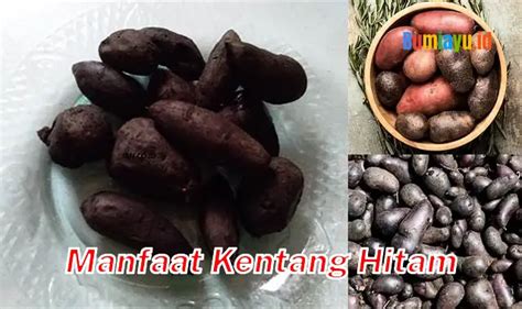 Temukan Manfaat Kentang Hitam yang Jarang Diketahui yang Perlu Anda Tahu