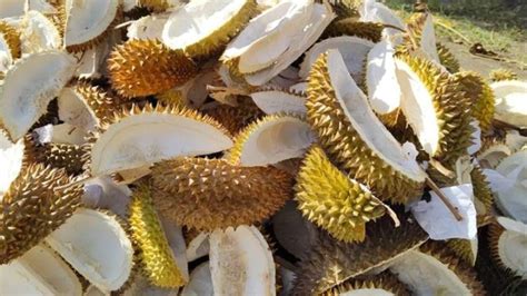 manfaat kulit durian