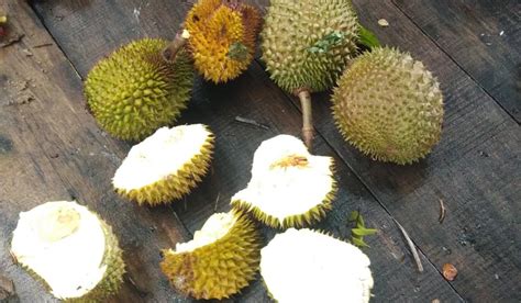 manfaat kulit durian untuk pertanian di Indonesia