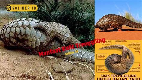 manfaat kulit trenggiling