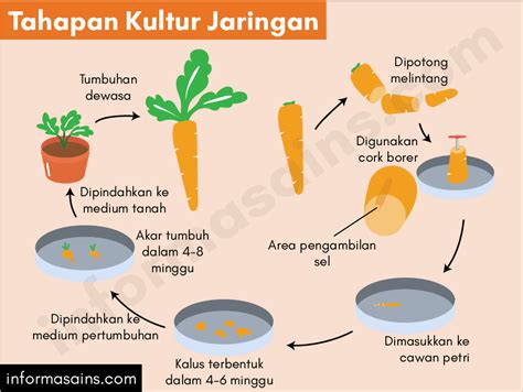 Temukan 7 Manfaat Kultur Jaringan Tumbuhan yang Jarang Diketahui