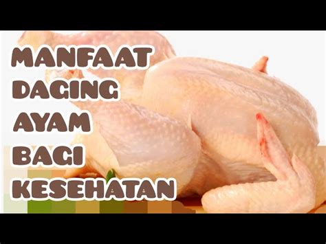 Manfaat Lainnya Ayam