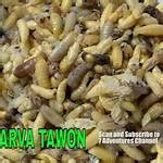 Temukan Manfaat Larva Tawon yang Jarang Diketahui