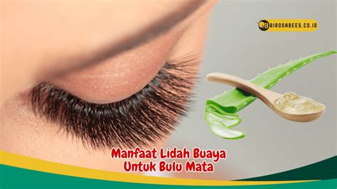 Temukan 7 Manfaat Lidah Buaya untuk Bulu Mata yang Jarang Diketahui