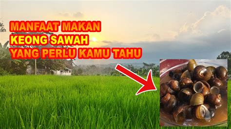 Temukan 7 Manfaat Makan Keong Sawah yang Jarang Diketahui