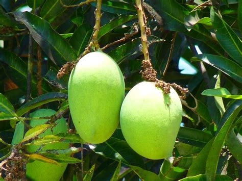 Manfaat Mangga Madu yang Jarang Diketahui, Wajib Anda Tahu