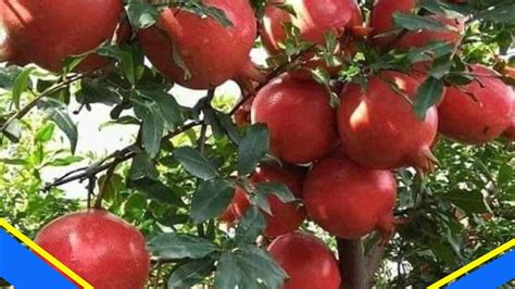 manfaat merah delima