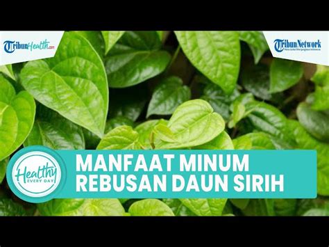 Temukan 7 Manfaat Minum Jamu Sirih yang Jarang Diketahui!