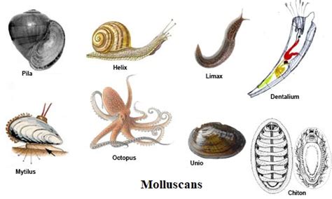 manfaat mollusca