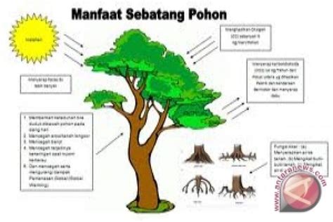 manfaat pohon