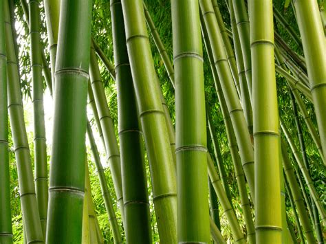 Temukan 10 Manfaat Pohon Bambu yang Jarang Diketahui untuk Hidup Lebih Sehat dan Hijau