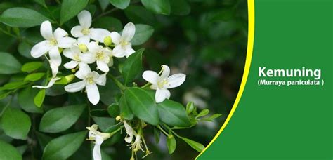 manfaat pohon kemuning