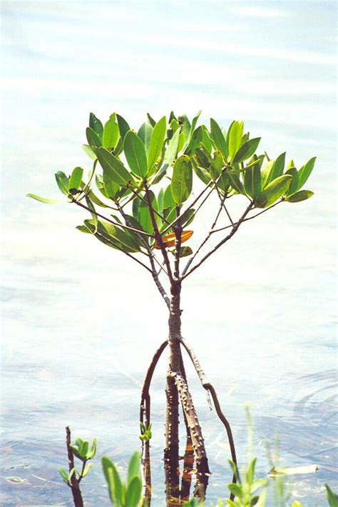 Manfaat Pohon Mangrove yang Perlu Diketahui