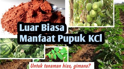 Temukan 8 Manfaat Pupuk KCl untuk Durian yang Jarang Diketahui