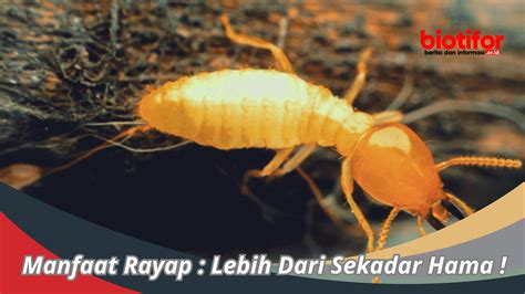 manfaat rayap