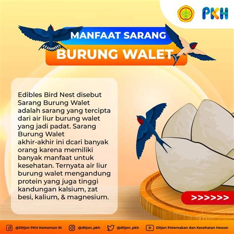 Mengintip Sarang Burung Walet: Manfaat Istimewa untuk Kesehatan