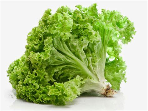 Unveil the Rarely Known Benefits of Lettuce: Discoveries That Will Transform Your Health