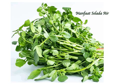 Manfaat Selada Air Terungkap: Rahasia Kesehatan yang Tersembunyi